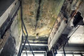 Why You Should Choose Our Mold Remediation Services in Seneca, MO